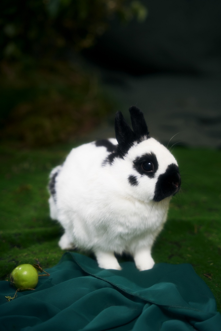 Kramer Rabbits Emiliia. Photographer Olga Kramer, Helsinki 🇫🇮